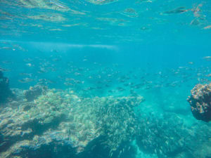 Snorkeling at Three Tables