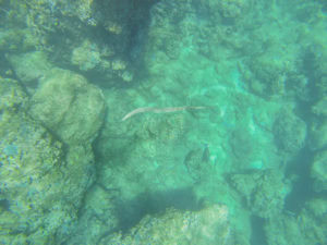 Snorkeling at Three Tables