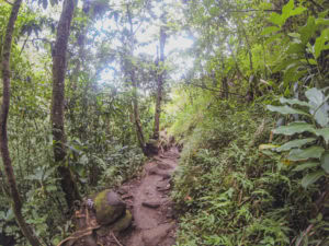 Manoa Falls hike