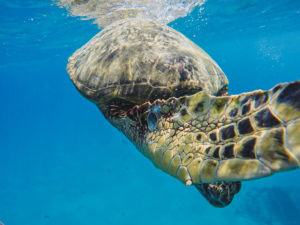 beginner snorkeling tips