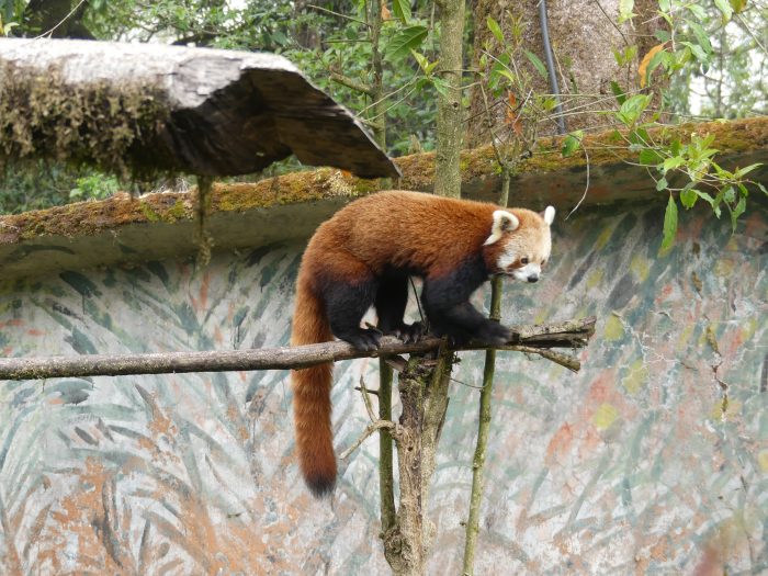 visit to Darjeeling zoo