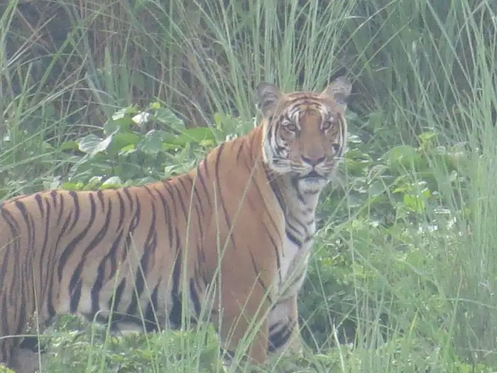 Bengal tiger in Chitwan National Park in Nepal