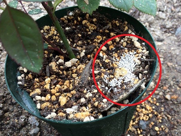 鉢植えにオルトラン