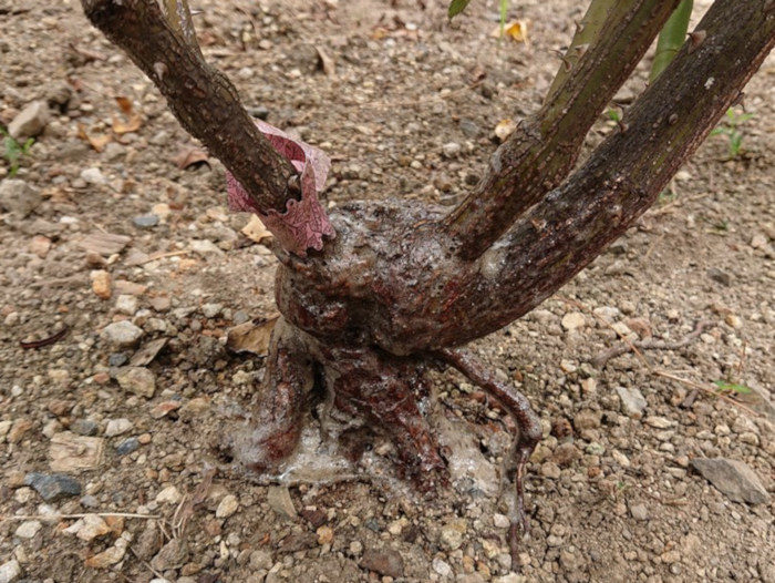グリプロを鉢植えのバラに塗る（乾燥後）2