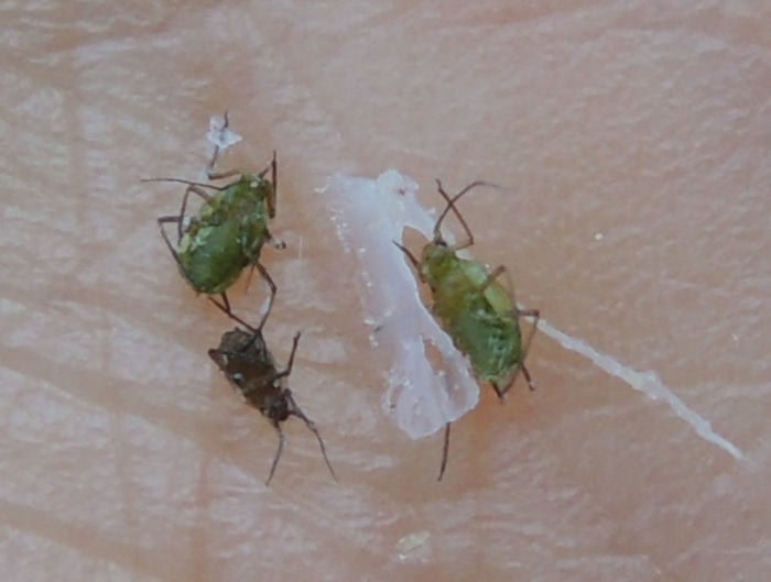 片栗粉で駆除したアブラムシ
