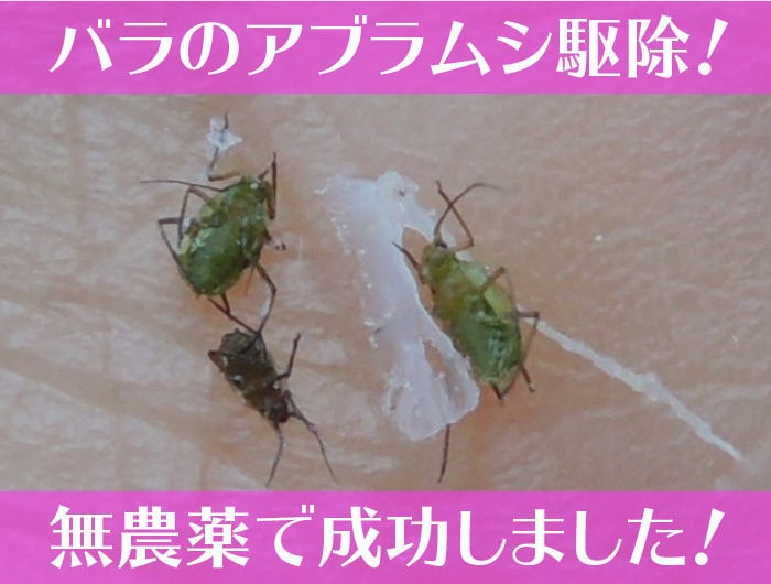 バラのアブラムシ駆除！無農薬で成功しました！
