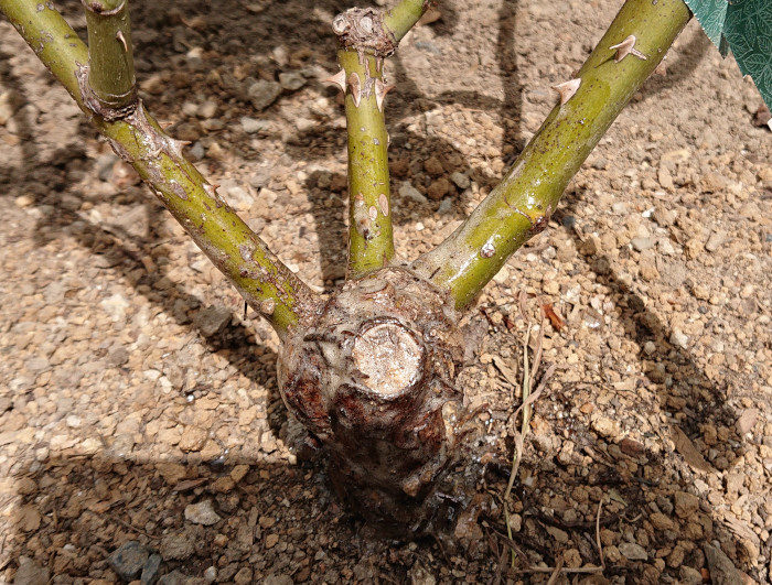 グリプロを鉢植えのバラに塗る（乾燥後）1