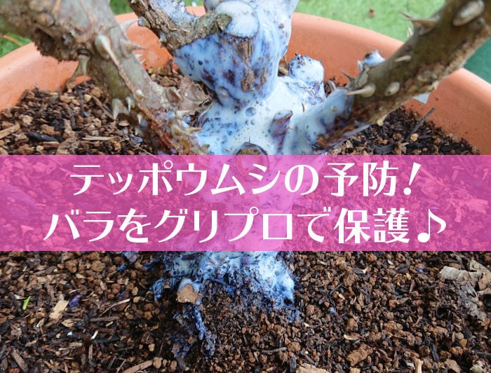 テッポウムシの予防！バラをグリプロで保護