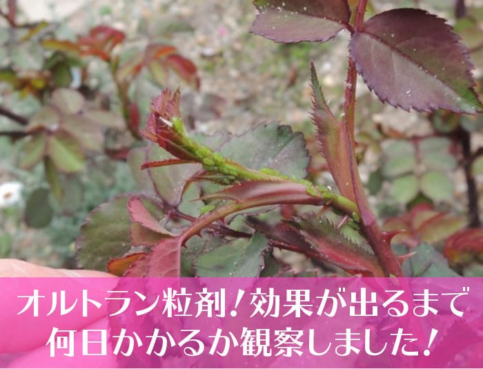 オルトラン粒剤！効果が出るまで何日かかるか観察しました！