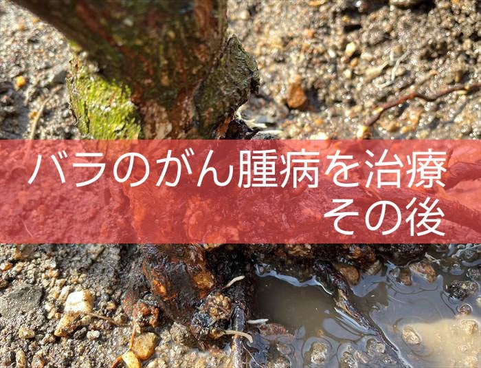 バラのがん腫病を治療したその後