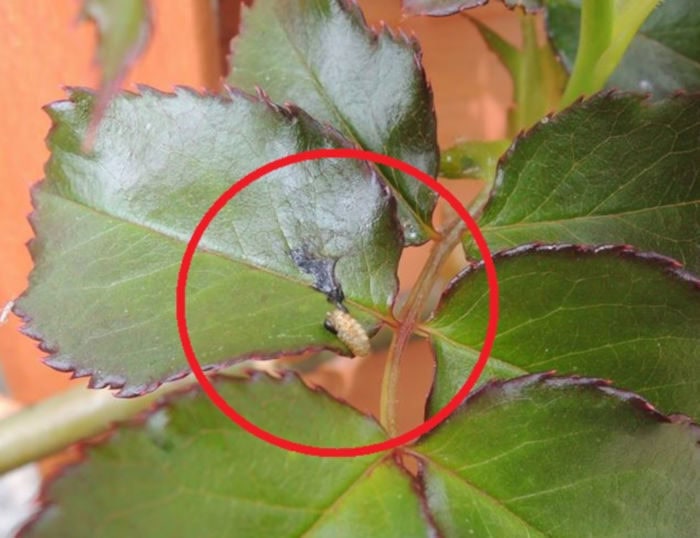 ヒラタアブの幼虫が死んでいた