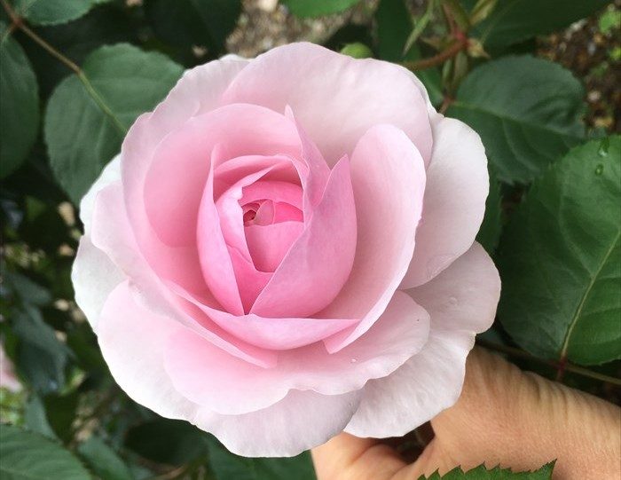 オリビアローズオースチンが開花1