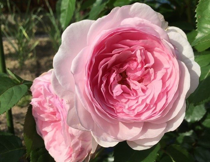 オリビアローズオースチンが開花5