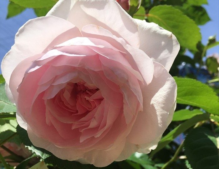 オリビアローズオースチンが開花3