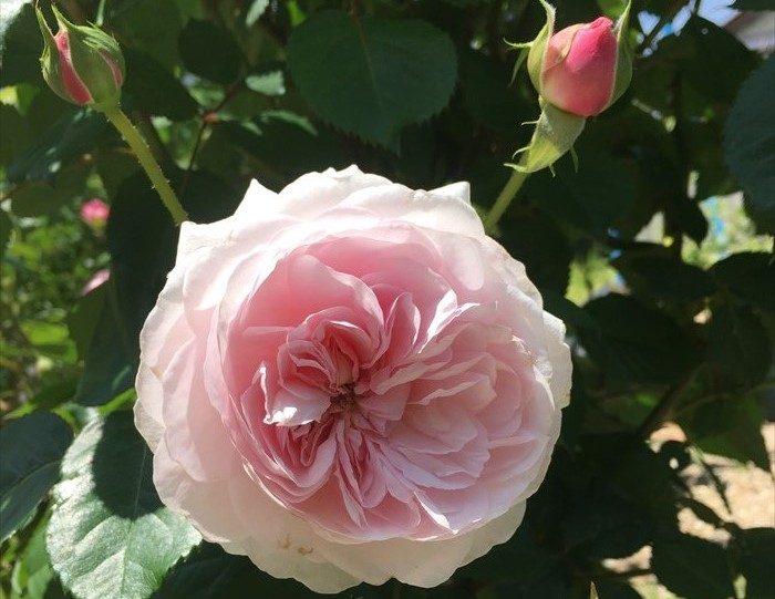 オリビアローズオースチンが開花4