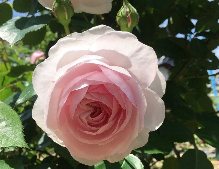 オリビアローズオースチンが開花2