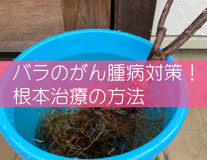 バラのがんしゅ病対策！根本治療の方法