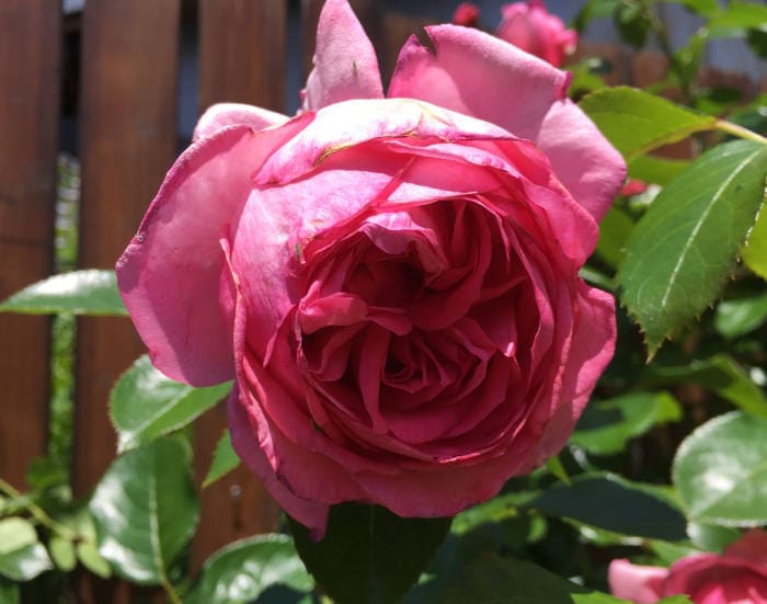 ラローズドゥモリナールの花が枯れる1