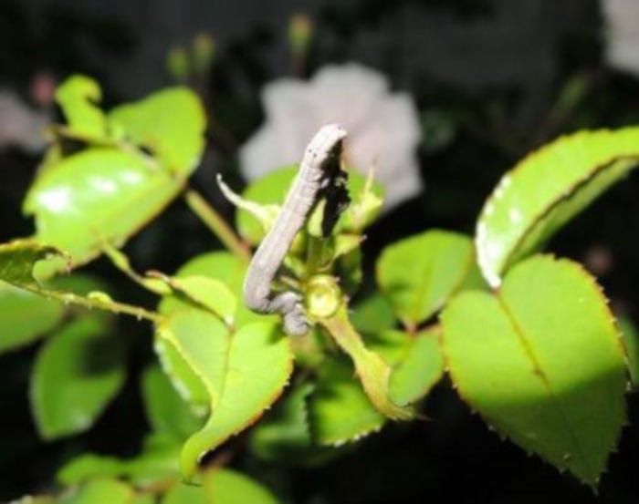 ホソオビアシブトクチバ