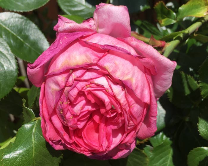 ラローズドゥモリナールの花が枯れる2