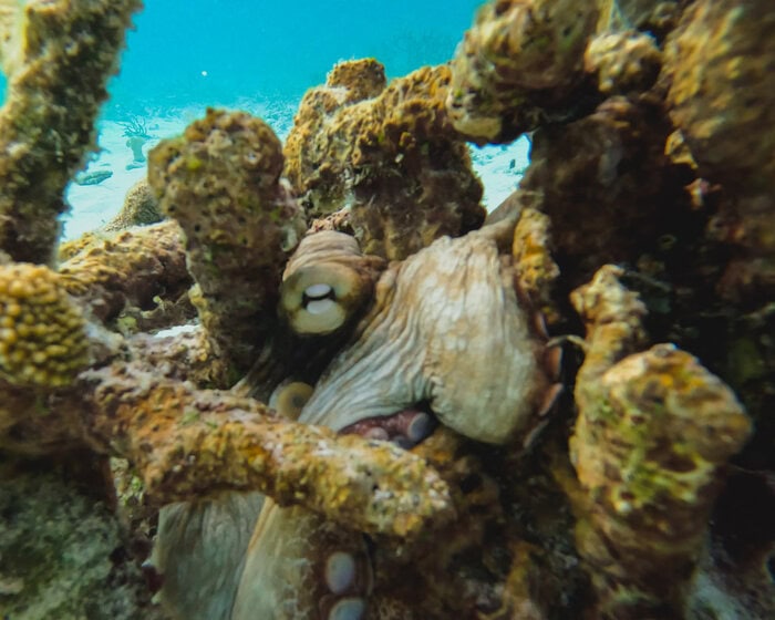 best places to snorkel in Bonaire