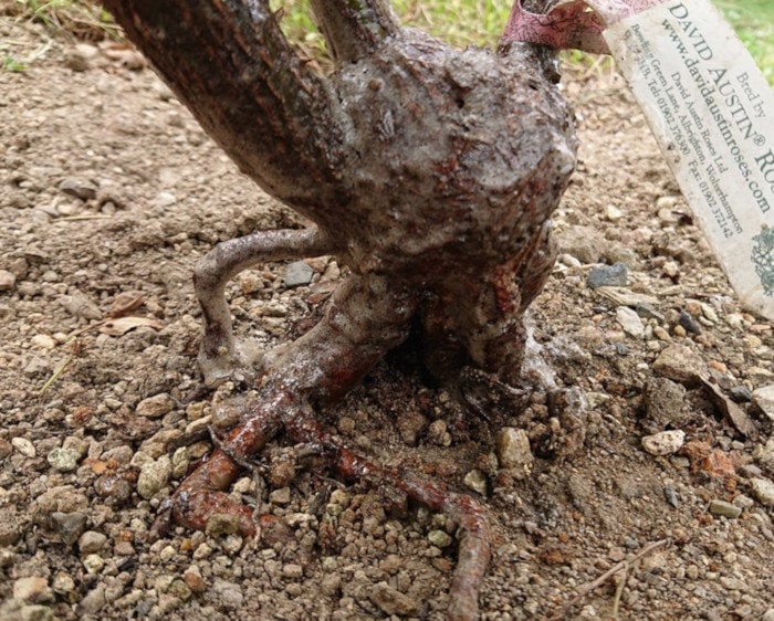 グリプロを鉢植えのバラに塗る（乾燥後）2裏側