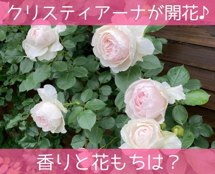 つるバラのクリスティアーナが開花♪香りと花もちは