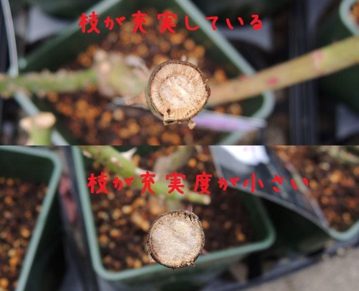 枝の充実度の違い