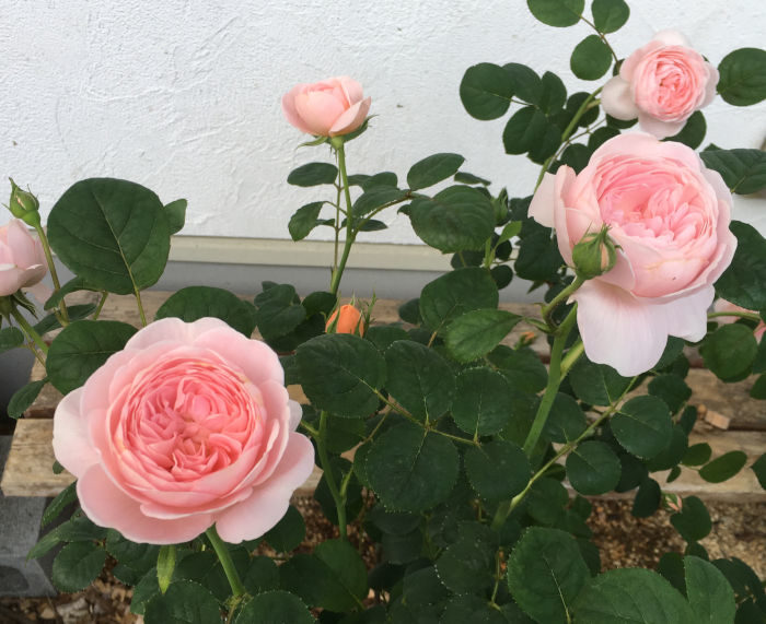 クイーンオブスウェーデンの花