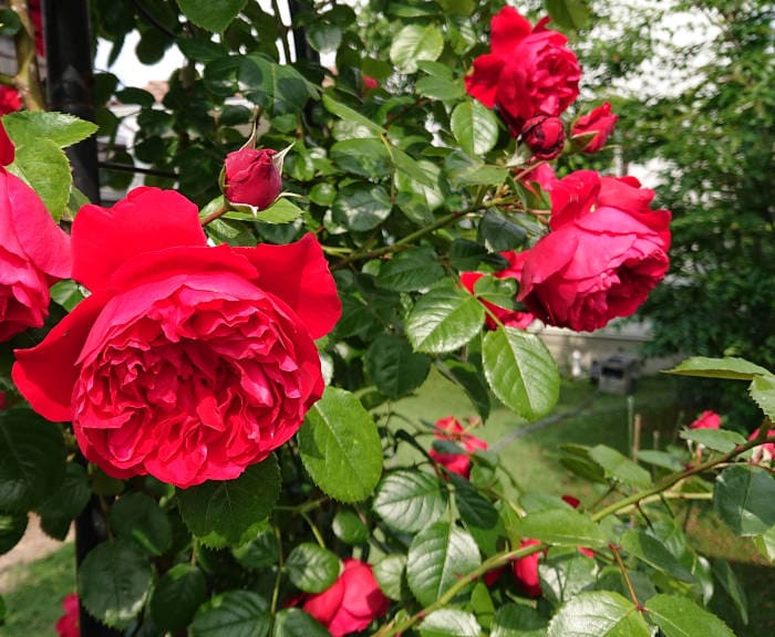 フロレンティーナの花4
