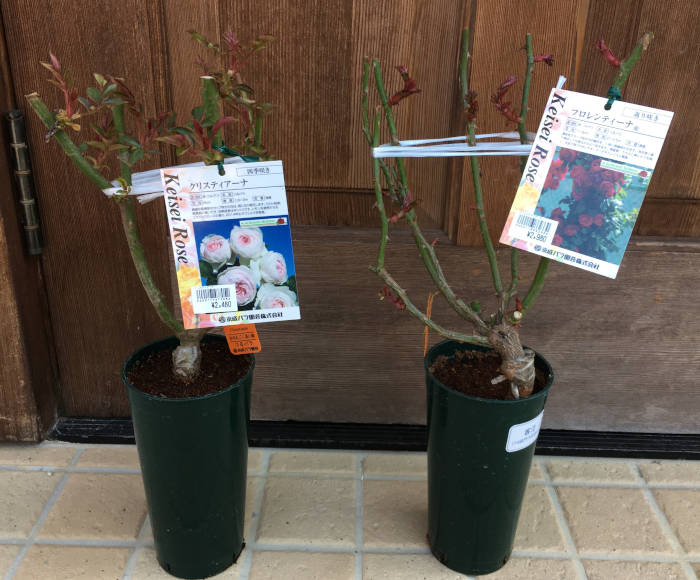 購入した細い鉢のバラ
