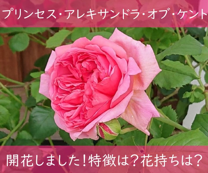 プリンセス・アレキサンドラ・オブ・ケントの開花タイトル