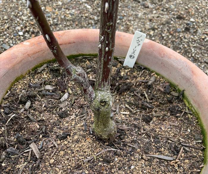 鉢植えノヴァーリスの株元