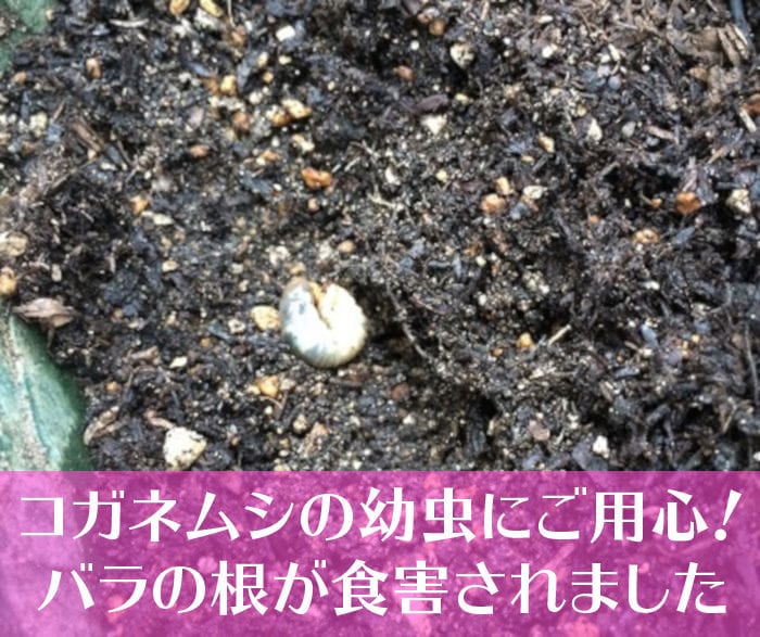 コガネムシの幼虫にご用心！バラの根が食害されました