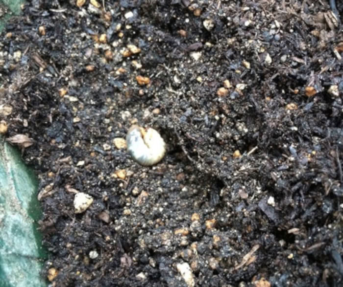 コガネムシの幼虫がいた