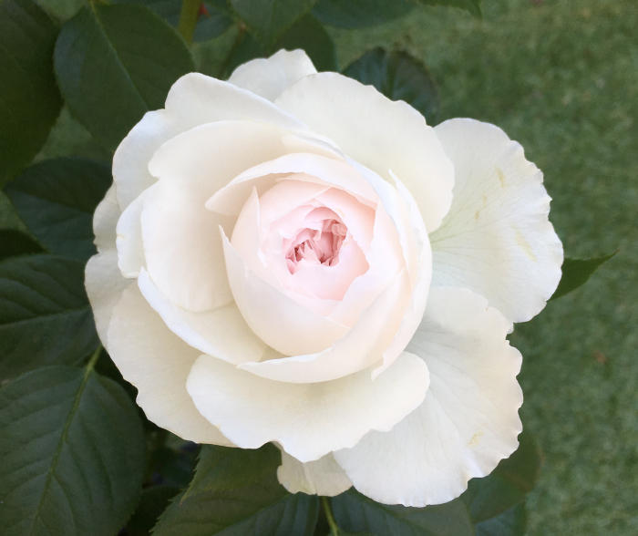 クリスティアーナの開花1