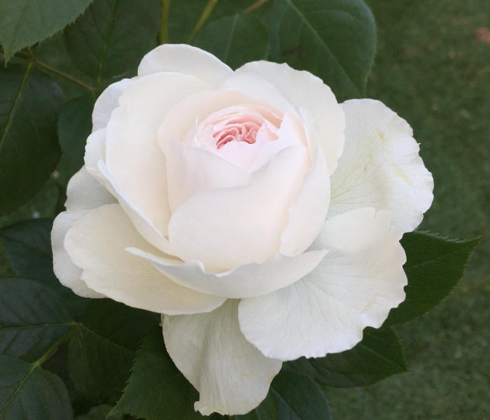 クリスティアーナの開花2