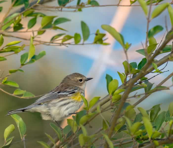 Birds Protected by the Migratory Bird Treaty Act 1 YellowRumpedWarbler030117 2