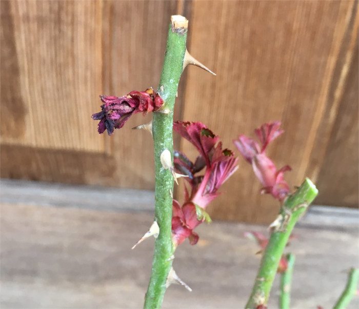寒さで傷んだ芽