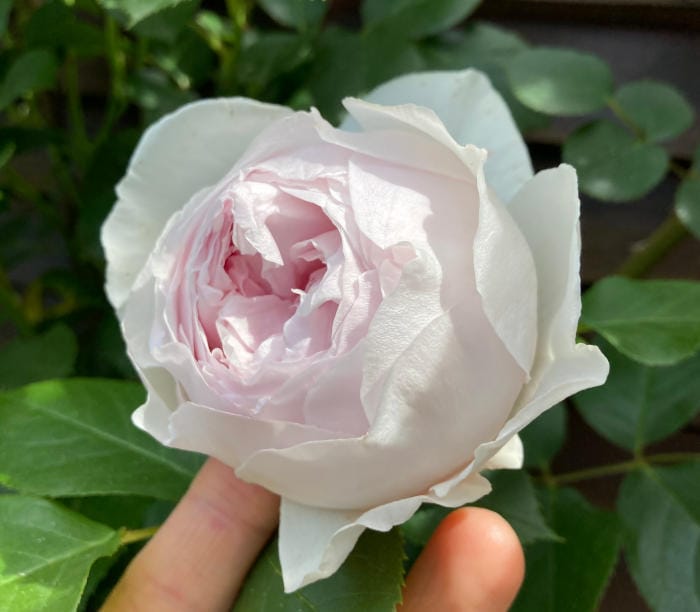 クリスティアーナの開花3