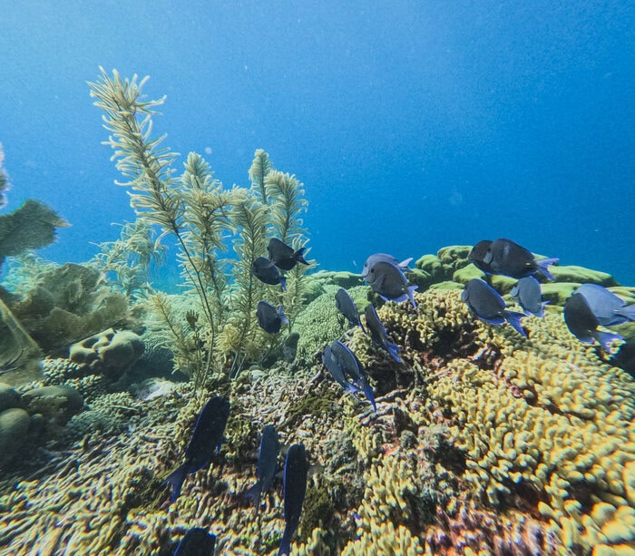 best places to snorkel in Bonaire