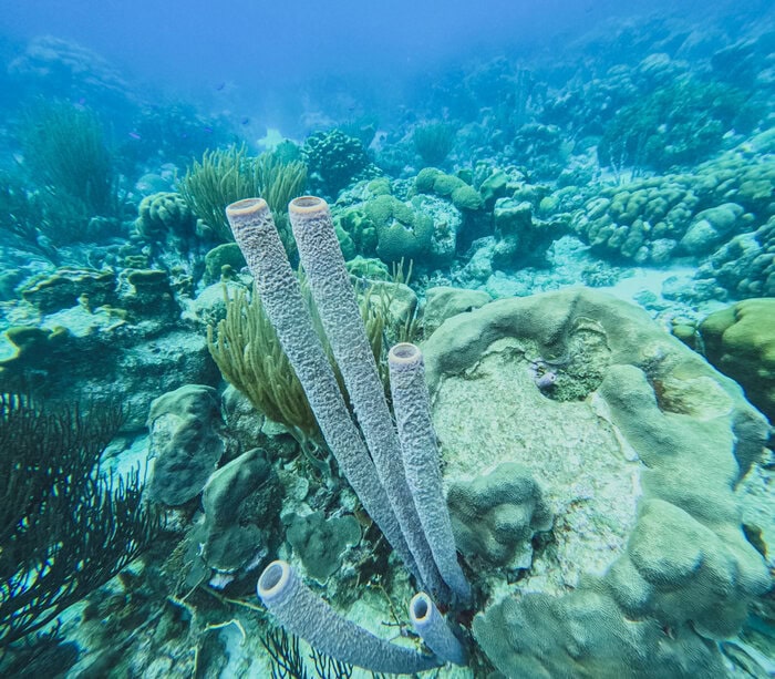best places to snorkel in Bonaire