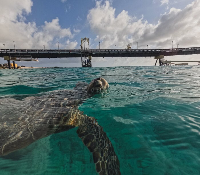 best places to snorkel in Bonaire