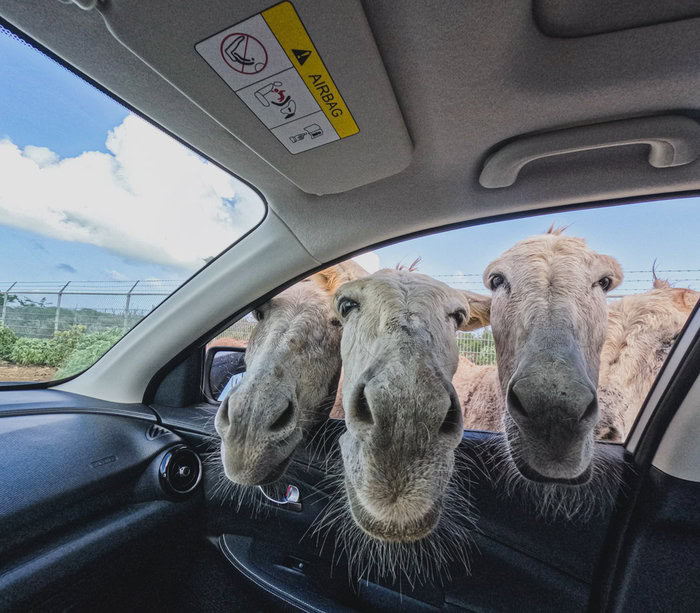 how to plan a vacation to Bonaire