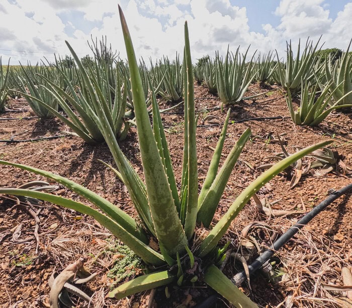 how to plan an epic trip to Curacao