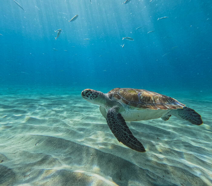 how to plan an epic trip to Curacao