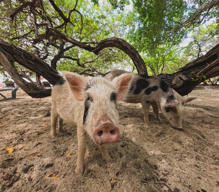 how to plan an epic trip to Curacao