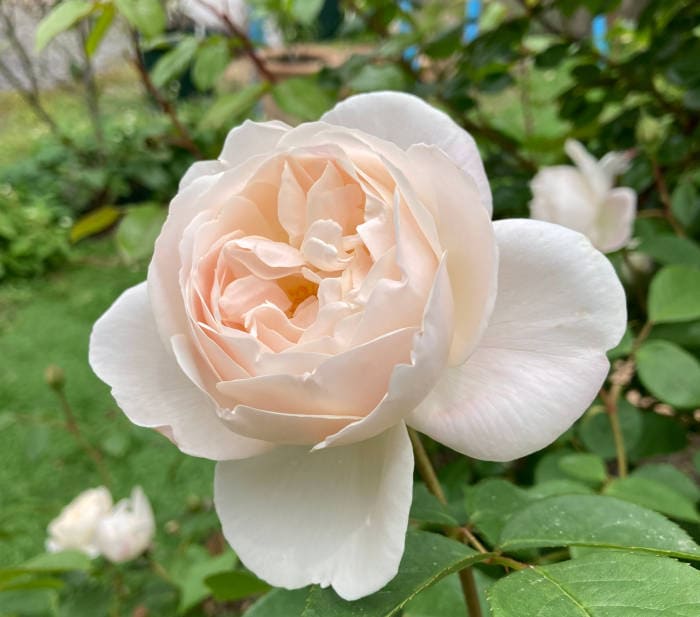 デスデモーナが開花3
