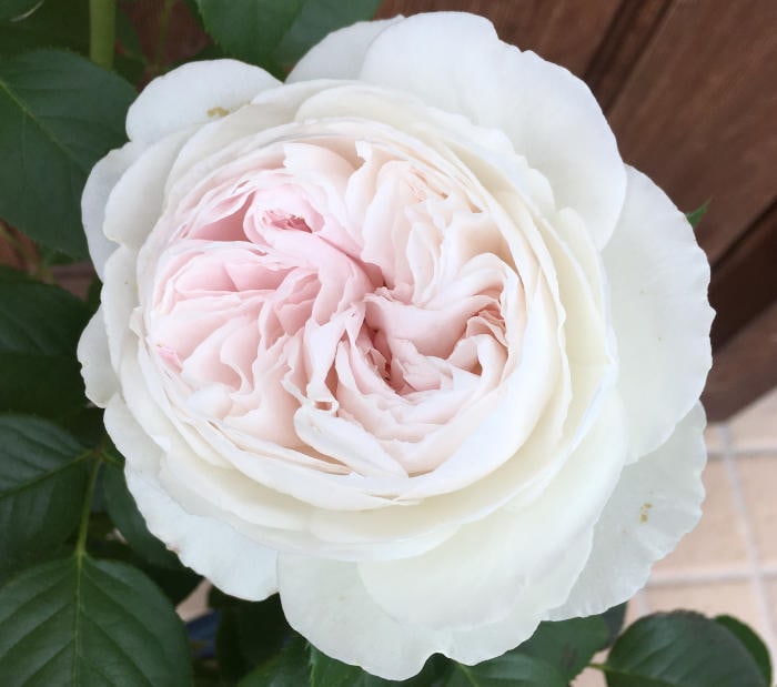 クリスティアーナの開花5