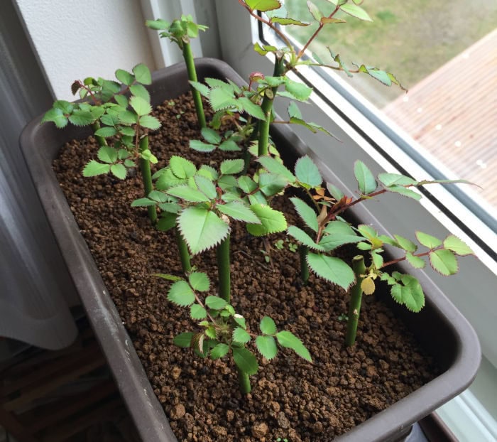 窓辺においた挿し木苗のバラ